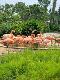 The Day I Met the Pink Flamingos