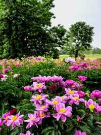 🌸 Yuanmingyuan Peony Flower Sea – Must-Visit This Week! 🌸