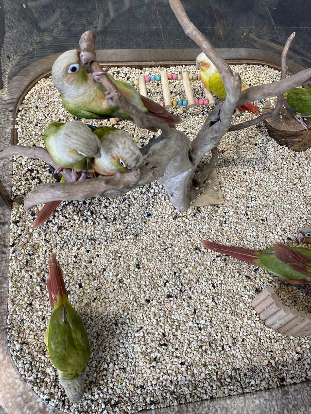 深圳｜荷蘭花卉小鎮🌸💐🌼