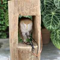 たくさんの種類の鳥に間近で会える動物園🕊️🤍