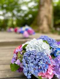 【福岡観光】今年も見たい❁⃘神社の紫陽花祭り♡