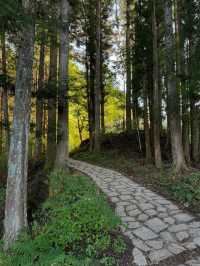 Forest Feels & Chill Trails