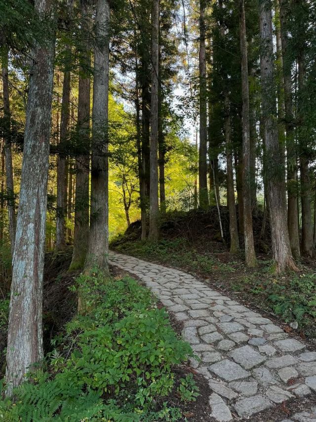Forest Feels & Chill Trails