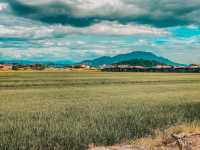 Golden Hour on Two Wheels: Evening Cycling in Balik Pulau’s Paddy Fields