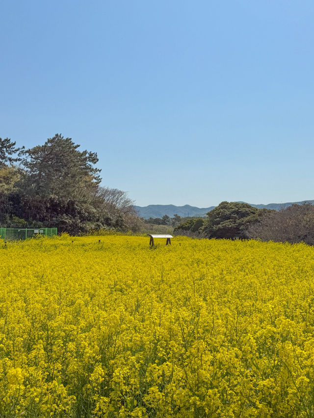 부안 유채꽃 명소 수성당 💛