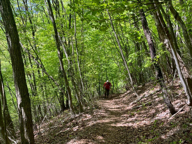 【静けさと絶景に包まれる、網掛山トレッキング⛰🌿】