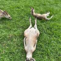 🦘 Brisbane | A Guide to Getting Up Close with Kangaroos