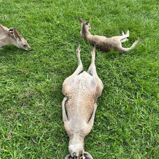 🦘 Brisbane | A Guide to Getting Up Close with Kangaroos