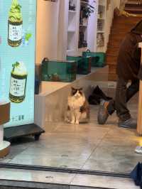 คาเฟ่แมวในซูโจว Cat twelve ถนน pingjiang 🇨🇳