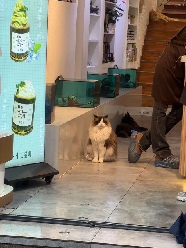 คาเฟ่แมวในซูโจว Cat twelve ถนน pingjiang 🇨🇳