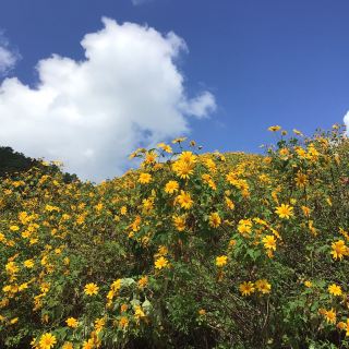 湄烏科山向日葵田