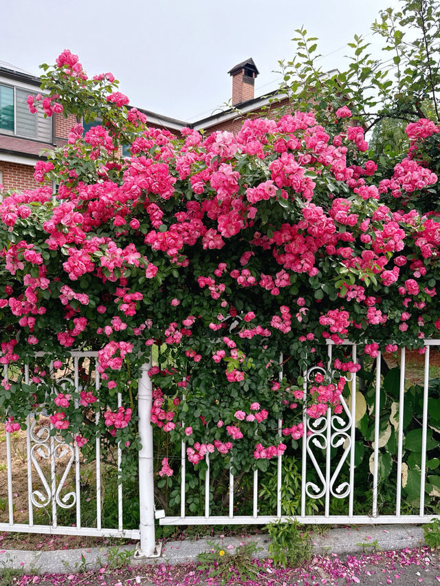 🌹충남 아산 카페플라워돔 장미 포토존🌹