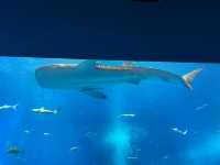 【沖縄】🐠🦈美ら海水族館