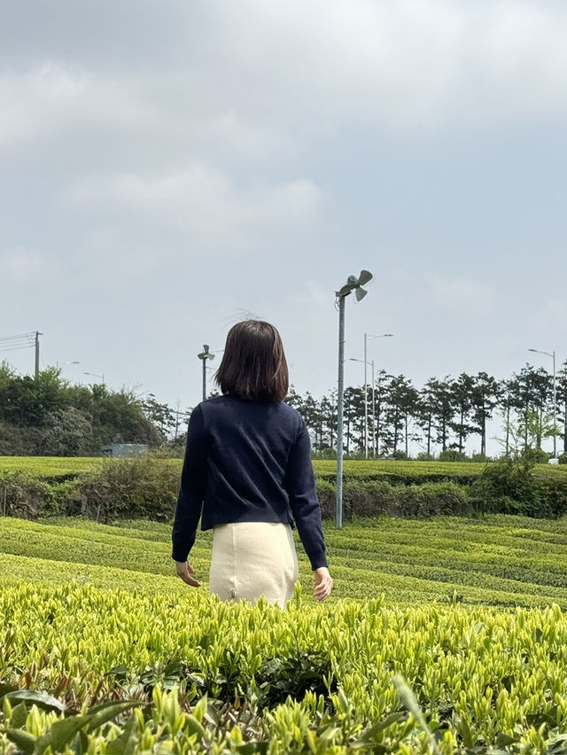 🌄 성산일출봉의 아침, 오설록의 오후