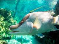 Discovery Cove is truly a hidden gem in the heart of Orlando