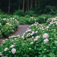 ทุ่งไฮเดรนเยียกลางป่าสนสวยที่สุดใน Fukuoka