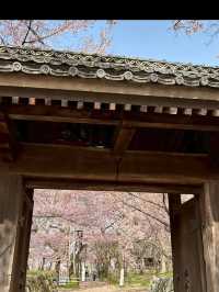 🌸長野・高遠城址公園｜「天下第一の桜」と称される絶景の桜名所
