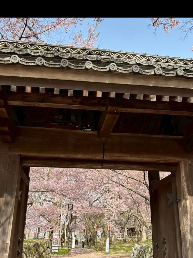 🌸長野・高遠城址公園｜「天下第一の桜」と称される絶景の桜名所