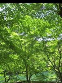 【まるでジブリの世界🌲丸山公園“トトロの森”で紅葉トンネル散歩】