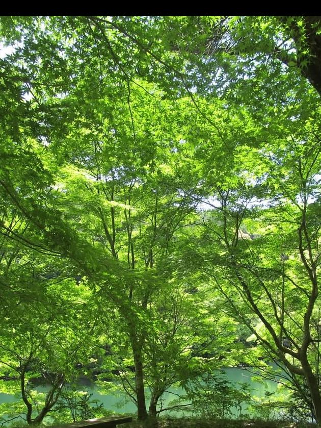 【まるでジブリの世界🌲丸山公園“トトロの森”で紅葉トンネル散歩】