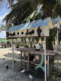 Desaru Mini Zoo, Interactive Encounters for the Whole Family