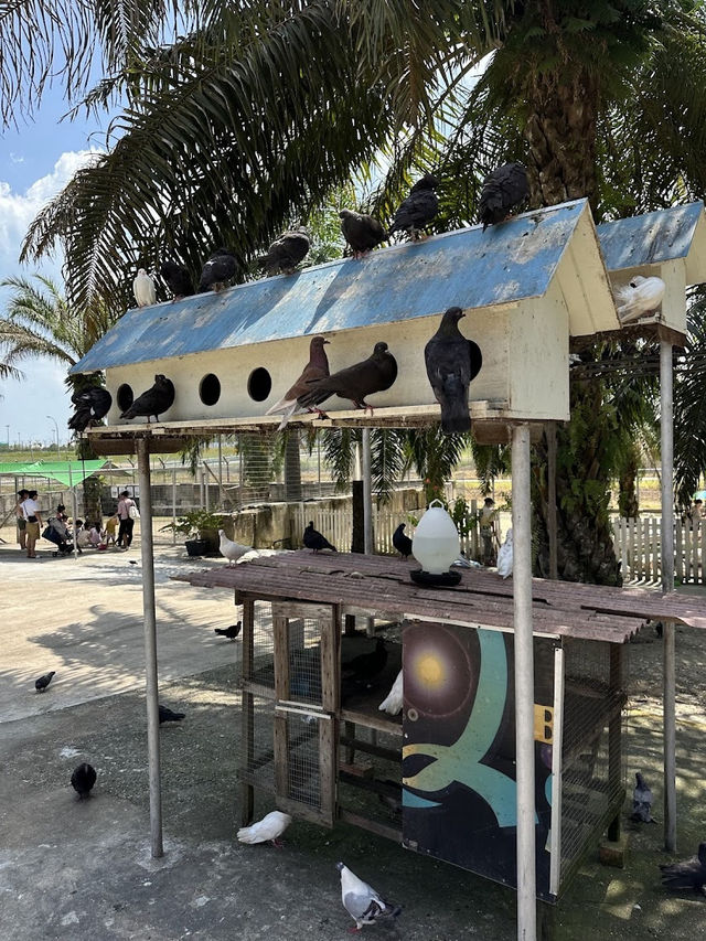 Desaru Mini Zoo, Interactive Encounters for the Whole Family