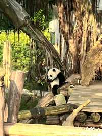 ✨4D3N Chongqing Itinerary: Pandas, Spicy Eats & Karst Adventures