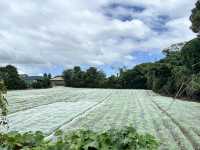 🏡一腳踏進濟州古代生活現場！《城邑民俗村》：這不只是村落，是一座活著的歷史博物館！🌾⛰️