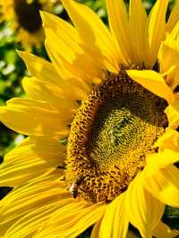 🌻 誤闖梵高的油畫｜芸上梯田向日葵花海指南
