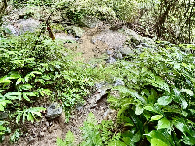 烏來西坑林道～好走又人少；夏天玩水的小秘境