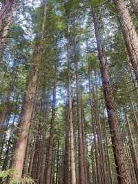 🌲紐西蘭紅木步道｜漫步千年巨木森林，像走進魔戒世界