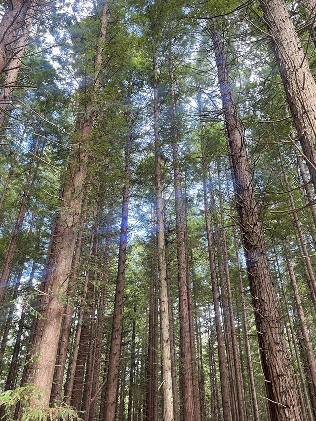 🌲紐西蘭紅木步道｜漫步千年巨木森林，像走進魔戒世界