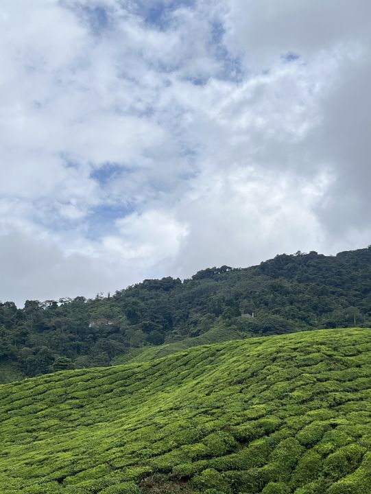 🍃怡保 BOH茶園｜馬來西亞金馬崙高原茶海漫步＋清新茶飲體驗