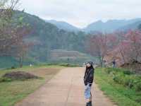 ไร่ชา2000สวยมาก