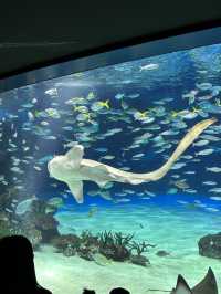 [이케부쿠로 선샤인 수족관] 여름 더위 피해서 피서 아쿠아리움🐠
