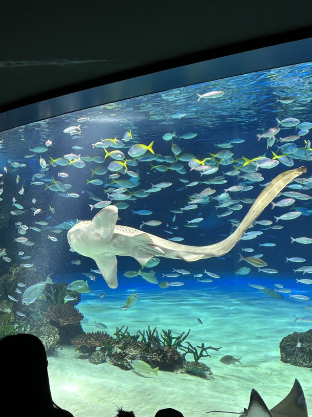 [이케부쿠로 선샤인 수족관] 여름 더위 피해서 피서 아쿠아리움🐠