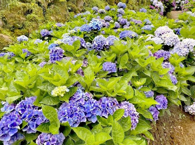 水車寮繡球花園
