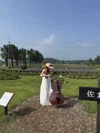 まるで北海道！東京から１時間ちょっとで行ける千葉のラベンダー畑