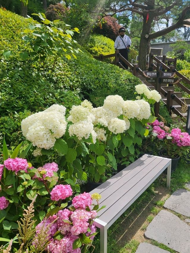 수국축제가 열리는 청주 민간정원