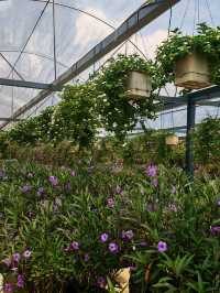 🍓 Farm Fresh @ UPM – A Fun & Fresh Escape from the City! 🐄🌾