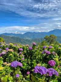 Flower Hills in the North: Northern Blossom Farm
