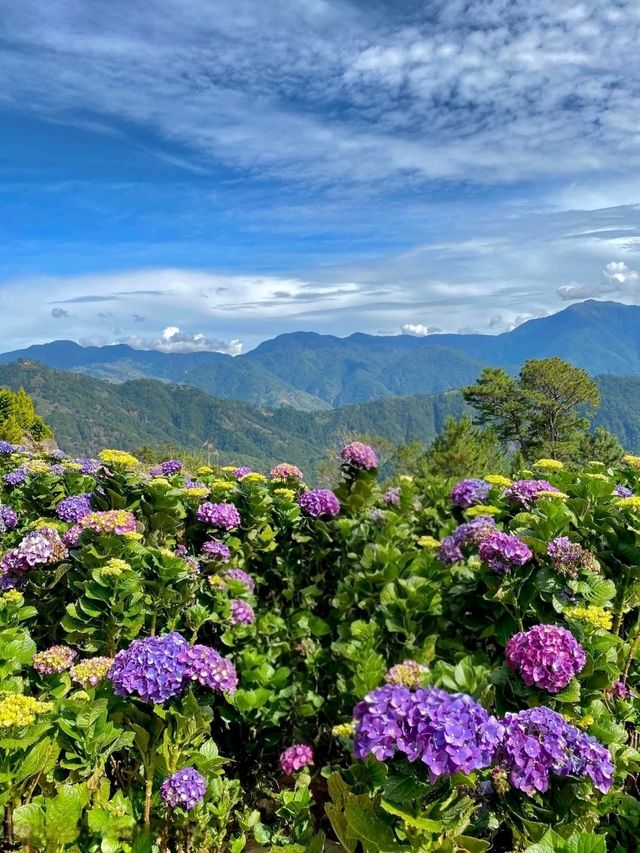 Flower Hills in the North: Northern Blossom Farm