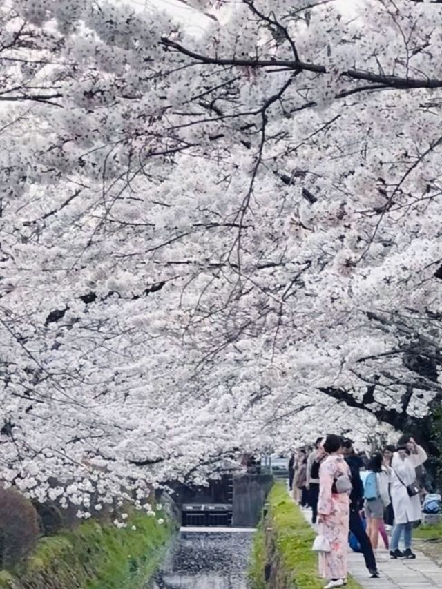 京都必去景點（七）哲學之道⛩️京都漫步  