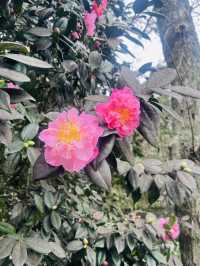 Hamilton Garden 