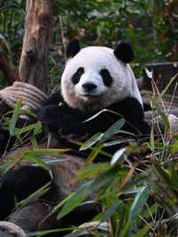 Dujiangyan Panda Valley 🐾