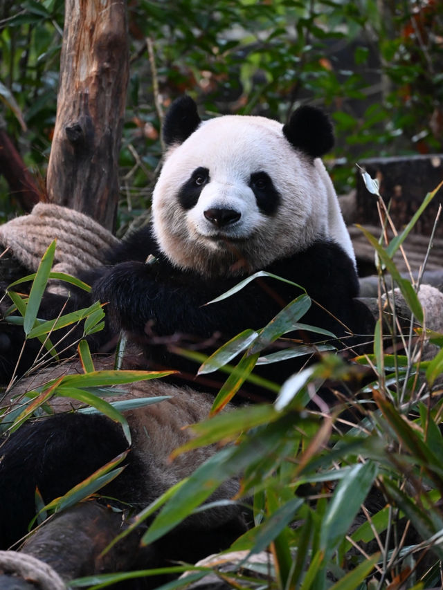 Dujiangyan Panda Valley 🐾