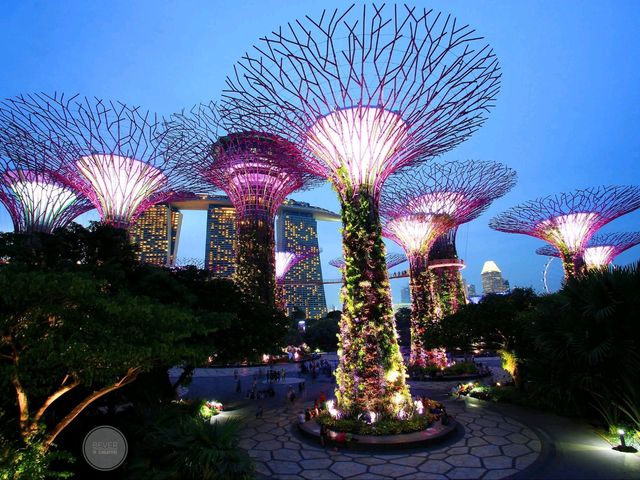 🌟 Supertree Grove – สิงคโปร์ 🌳✨