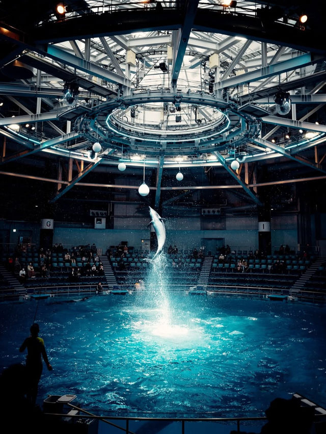 【京都水族館】街中で出会う海の世界🐬癒しと驚きが詰まった都市型水族館