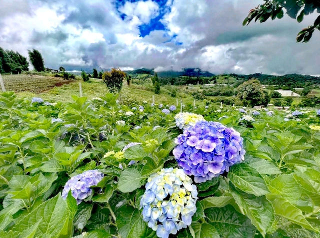坤通迪花園