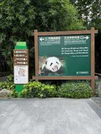“Panda Paradise: Chengdu’s Living Conservation Garden”